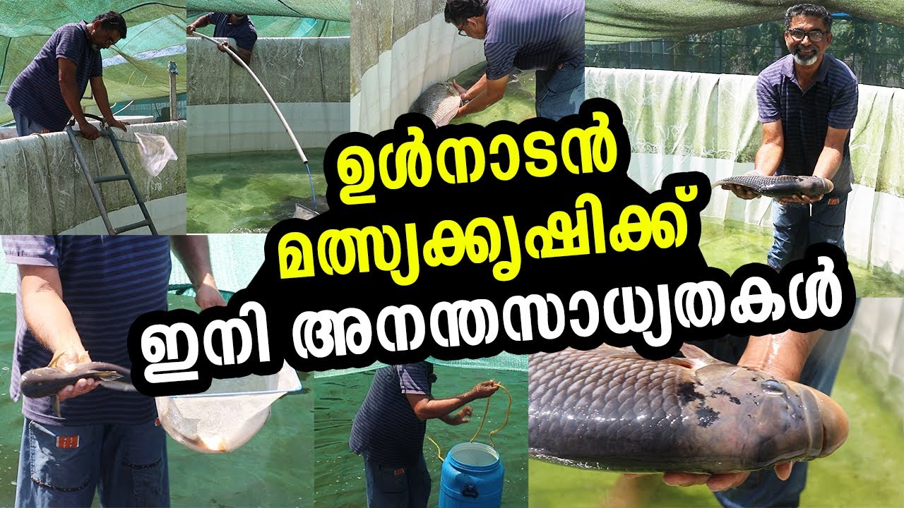 സബ്‌സിഡി മോഹിച്ച്  ആരും മത്സ്യക്കൃഷി തുടങ്ങരുത് Fish farming experience of Kerala Farmer Thodupuzha