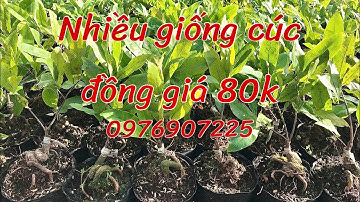 Mai Cúc 2 tầng , không nhị hhl, tây thi, vạn phúc, hoàng đế , bạch mai tân tân , cúc đọt xanh ...