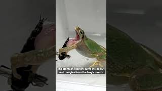 Frogs Can't Vomit