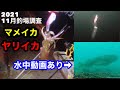 2021年11月釣場調査　マメイカ　ヤリイカ　パターンが分かれば釣れる。水中動画あり