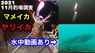 2021年11月釣場調査　マメイカ　ヤリイカ　パターンが分かれば釣れる。水中動画あり