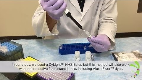 Dual Labeling of Antibodies: A Simple Approach for Advancing Research