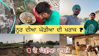 NORMAL HORSE DIET || ਅੱਜ ਦਸਦੇ ਆ ਇੱਕ ਦੋ ਘੋੜੀਆ ਵਾਸਤੇ normal diet ||