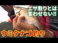 トリックサビキを使ったウミタナゴ釣りがアツい！［海釣り公園で楽しもう！］