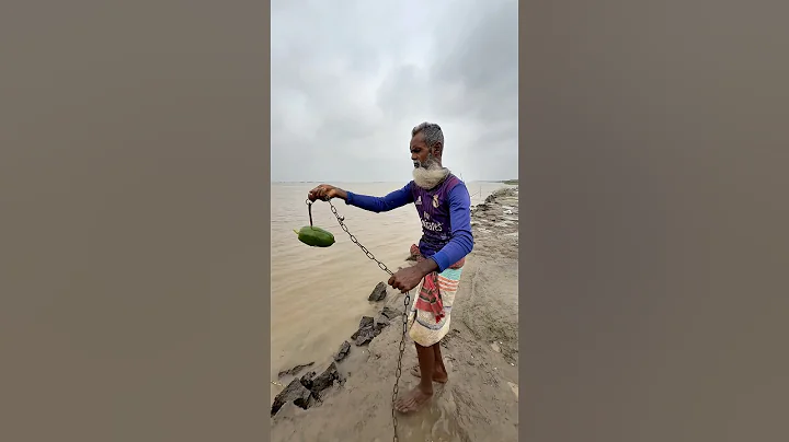 1kg papaya bait throwing in muddy water for Shark hunt #fishing #fishinglife #shorts