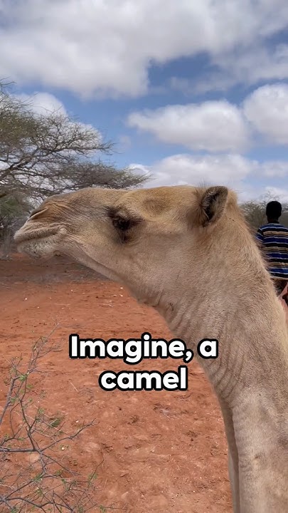 Can Camels Survive Without Their Iconic Humps #shorts #facts #camel