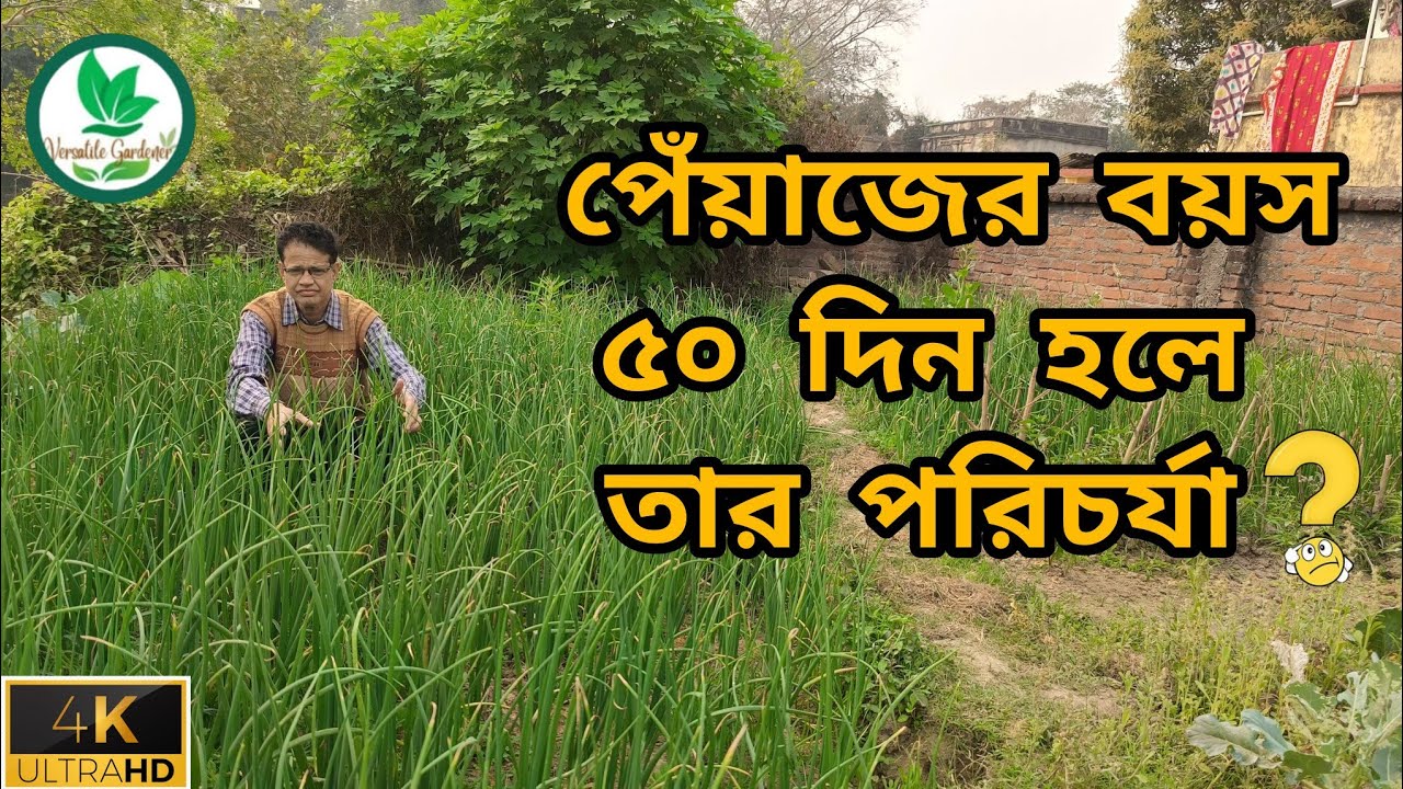 পেঁয়াজের বয়স ৫০/৫৫ দিন হলে কী কী ছত্রাকনাশক এবং কীটনাশক দিতে হয়। Versatile Gardener