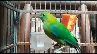 cucak ranti betina