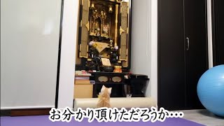 仏壇を見つめる子猫。絶対見えてるでしょ？