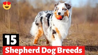 15 Types of Shepherd Dogs | Which would be best for you?