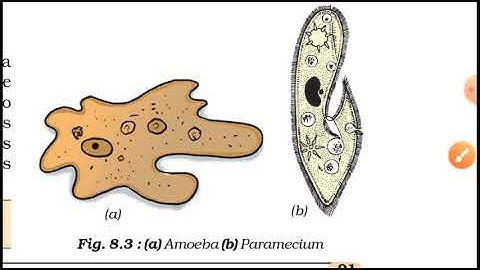 Organisms show variety in cell number, shape and size, class 8,