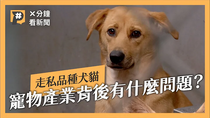 为什么要走私犬猫？宠物产业的背后有什么问题｜#X分钟看新闻｜公视P# 新闻实验室 - 天天要闻