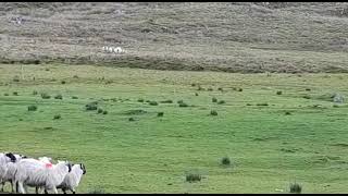 Bala Sheepdog May 2023 Lot 8 by Ruthin Farmers 30 views 1 year ago 1 minute, 46 seconds