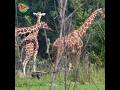 Giraffes Sound 