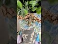 Blue Easter Rice Paper