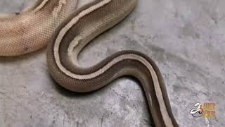 Pewter Mojave Poss.Ghi Het Clown