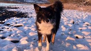 Download Lagu Richie + Doti LIVE! Dog Walk #bordercollie #puppy #mindfulness #chill #dog #northwales #fundraising MP3