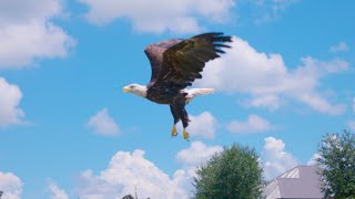 Raptor Rehabilitation Team: Eagle Release - 09.06.23 Eagle Vet Riverside Mo