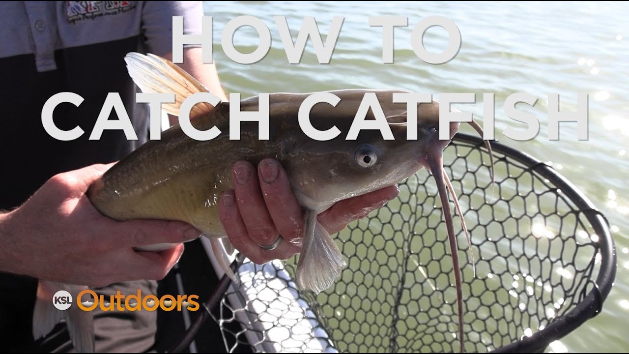 Fish Tech Tip: How to Catch Catfish 