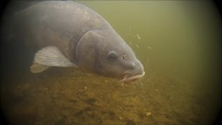 ( Eguzon 36)pêche de la carpe en lac de barrage