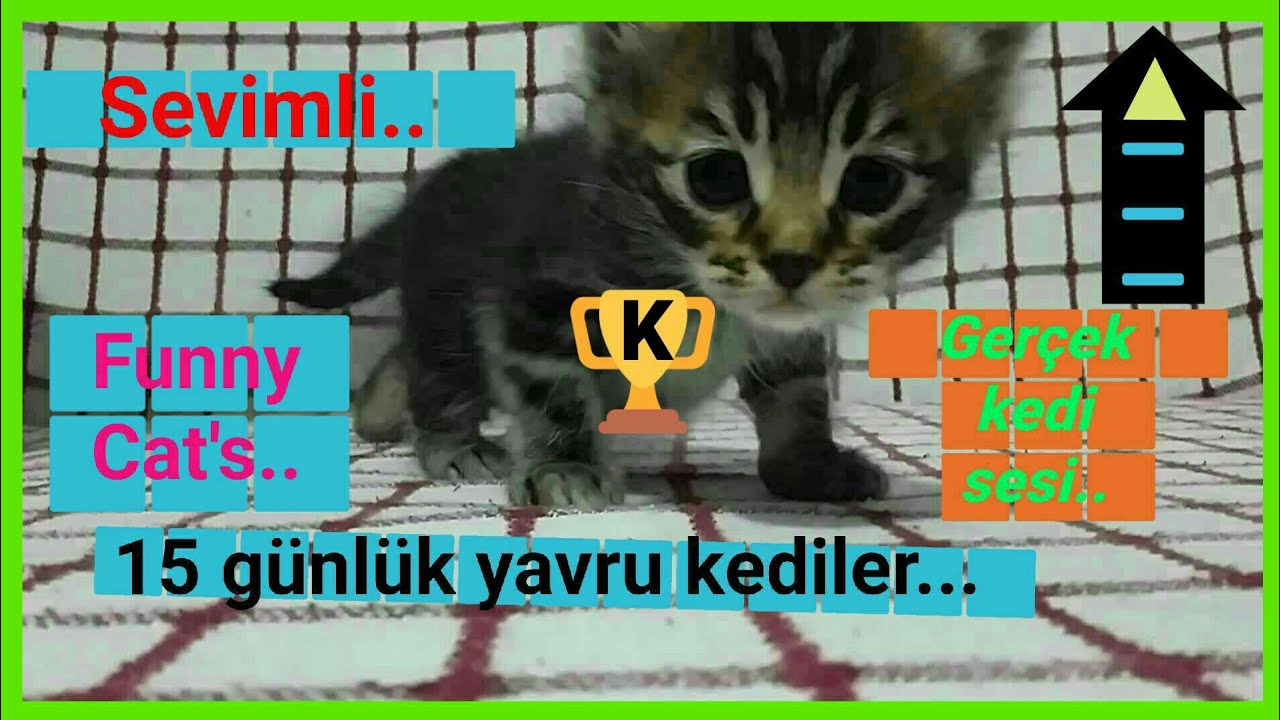 Kedi Cagirma Sesi Yavru Kedi Miyavlamasi Cagiran Kedinin Anne Yavrusunu Cagiriyor Cagirmasi Cat Youtube