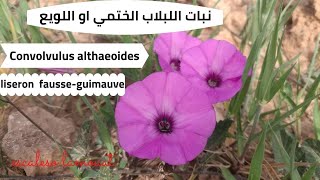 نبات اللبلاب الختمي او اللويع  Convolvulus althaeoides- liseron fausse-guimauve