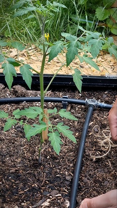 Tomaten an Schnüren ziehen so wird geknotet! garten