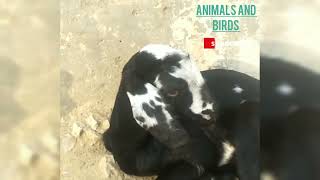 goat video ' goat voice " goat sound ' Bakri Ka Bacha ' baby goat #Animals 🐐