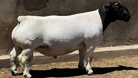 Dorper Sheep ( Origin African ) Leroy Phillips