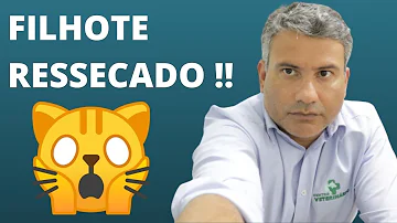 O que fazer quando o gato filhote não consegue defecar?