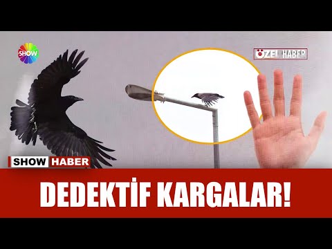 Kargalar delil fırlattı!