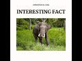 Interesting Fact About Elephant Tusk