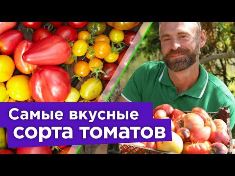 ХВАЛИЛ, ХВАЛЮ И БУДУ ХВАЛИТЬ! Самые вкусные, урожайные и устойчивые к болезням сорта томатов