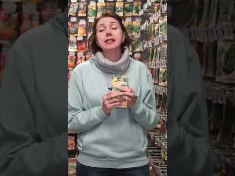 Самые популярные сорта огурцов 🥒 Топ семян огурца