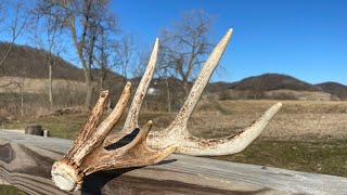 TRIPLE Browtine ANTLER | Shed Hunting 2024