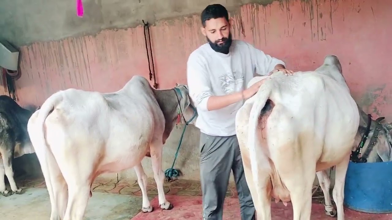 अपनी देशी हरियाणा नस्ल की गऊ और देशी गाय का बिलोना घी। 8090000750