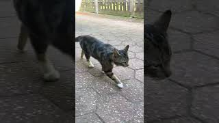 Teddy❤️🫧 #viral #outside #cat