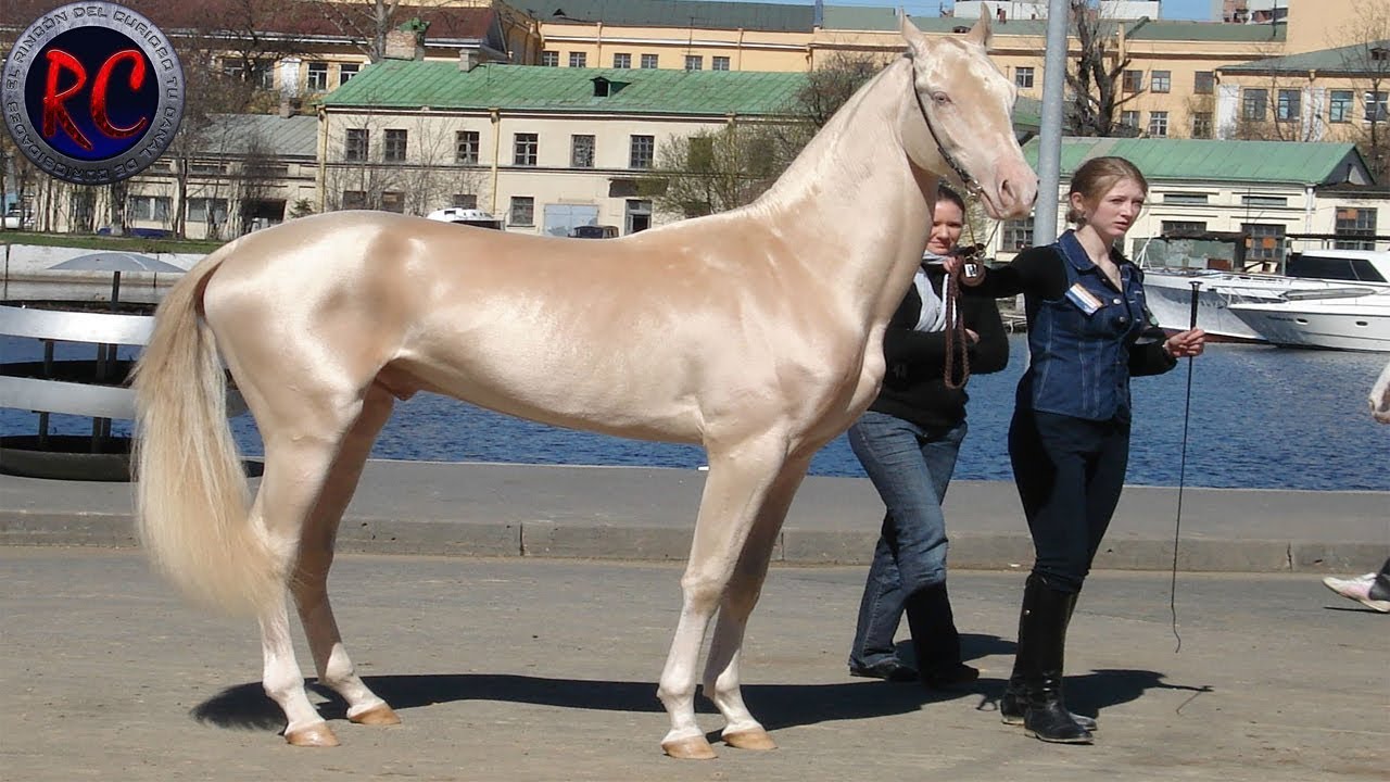 Cuál es la raza de caballo más grande del mundo