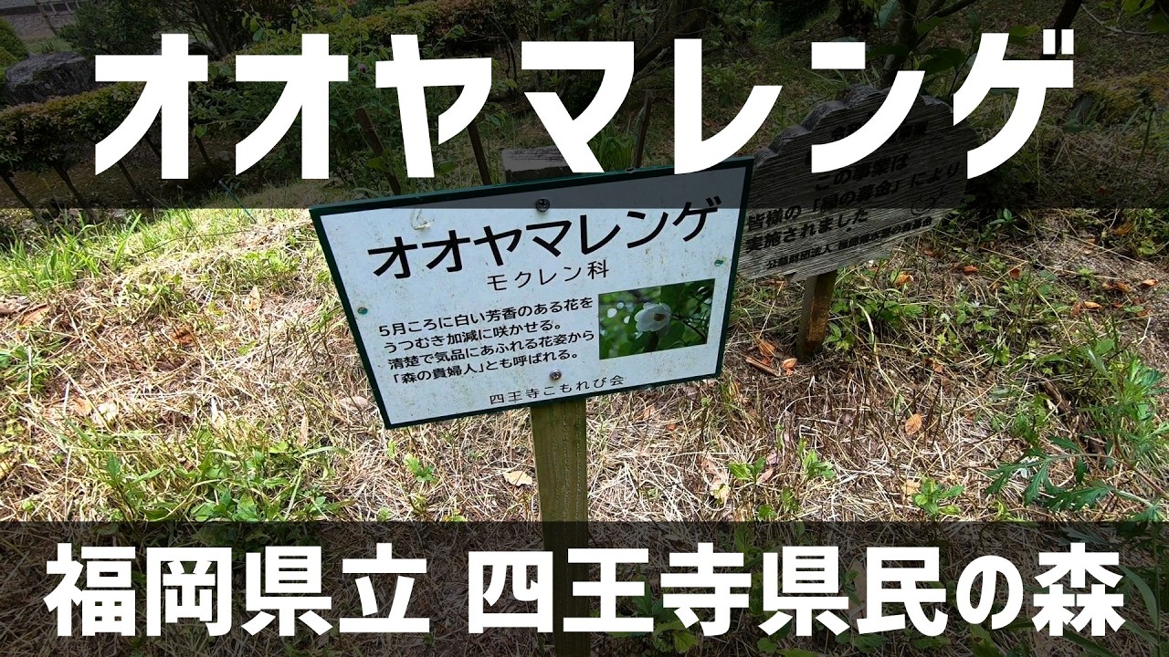 Mt. Shioji] Oyama Magnolia at the Prefectural Forest [May 24, 2026
