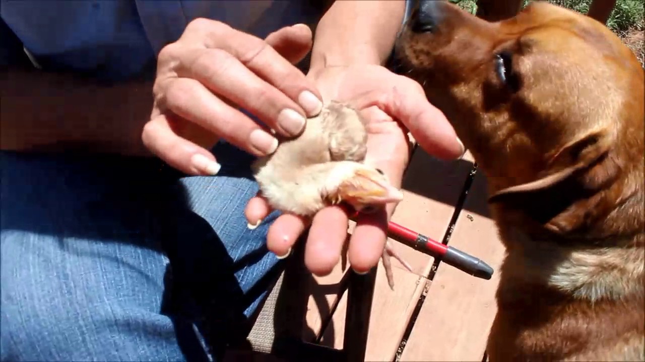 How to treat wry neck in poultry part 3 YouTube