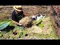 Comment planter  des courges, potirons, et courgettes sur sol vivant ? (engrais verts et paillage)