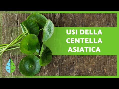 CENTELLA ASIATICA: Proprietà e Benefici 🍀