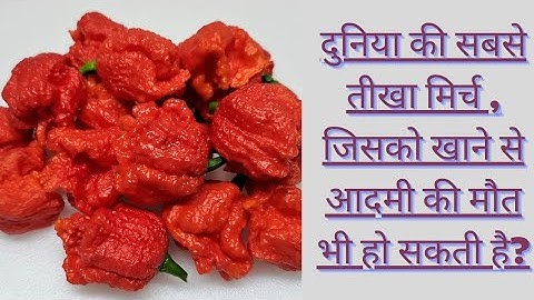 Duniya ki sabse tikhi mirch | Aisi mirch jise khane se maut bhi ho sakti hai | #shorts #chilli  #gk