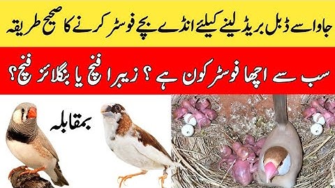How To Foster Java Finch Eggs | Fostering Tips | Finches Breeding Tips | Mini Zoo