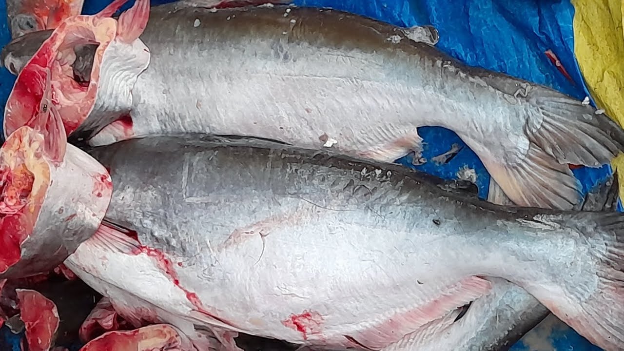  amrzing big pangas fish cutting skills by expert fish cuttar in fish Illustration 