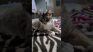 Claire | BC SPCA Claire | BC SPCA