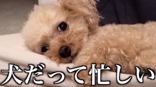 毎日を全力で生きてる甘えん坊トイプードルのリアルな1週間。