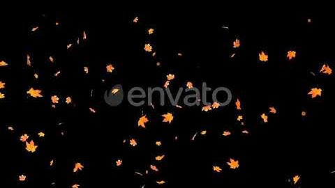 Falling Maple Leaves | Motion Graphics - Envato elements