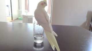 コップの中で逆立ちして水を飲むオカメインコ　Cockateel stand on hand in a glass and drink water