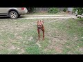 Disputing senseless commands  typical rhodesian ridgeback